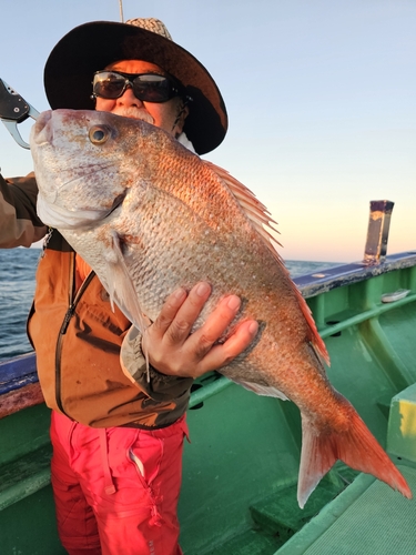 マダイの釣果