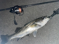 フッコ（マルスズキ）の釣果