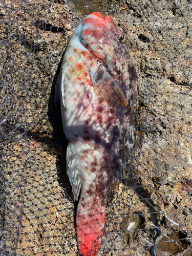 ブダイの釣果