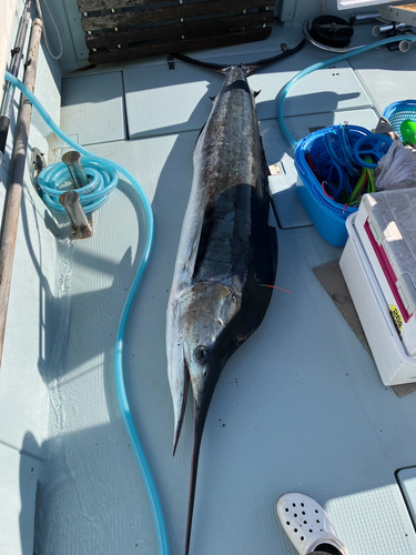 マカジキの釣果