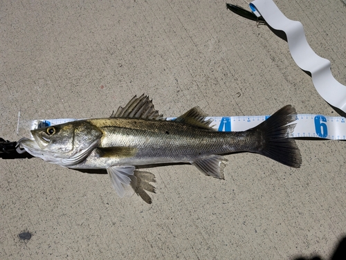 シーバスの釣果