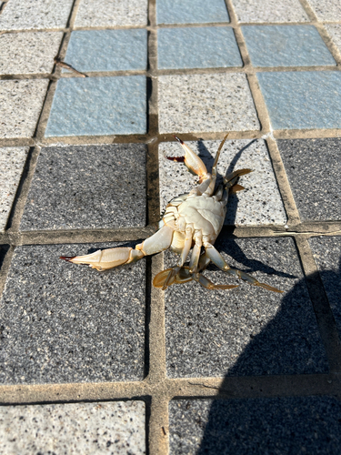 カニの釣果