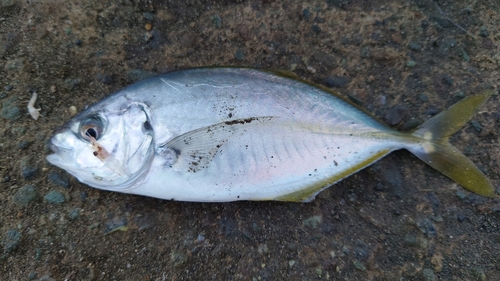 シマアジの釣果