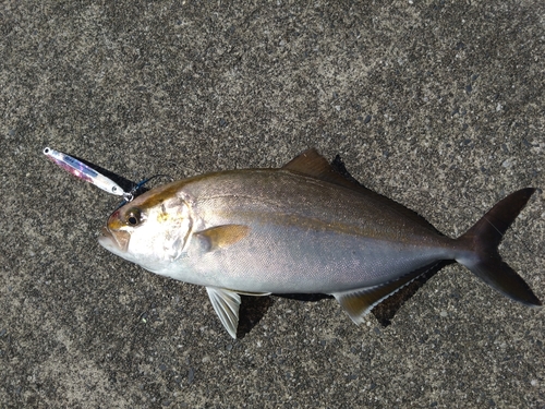 カンパチの釣果