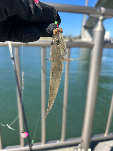 マハゼの釣果