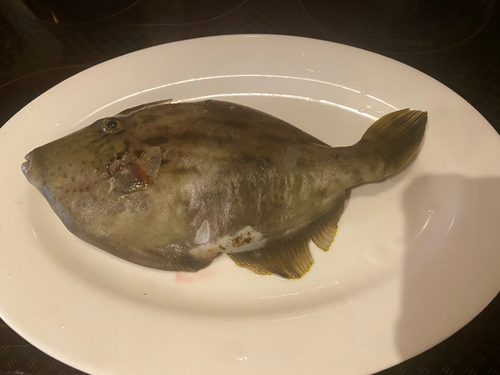 カワハギの釣果