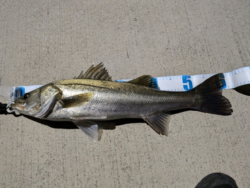 シーバスの釣果