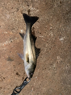 スズキの釣果