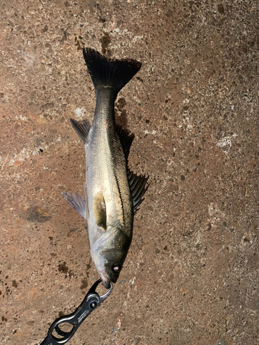 スズキの釣果