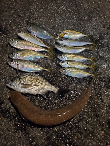 アジの釣果