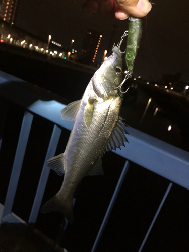 セイゴ（マルスズキ）の釣果