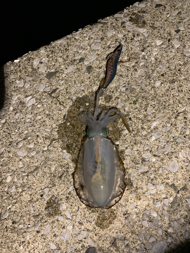 幸ノ浦漁港