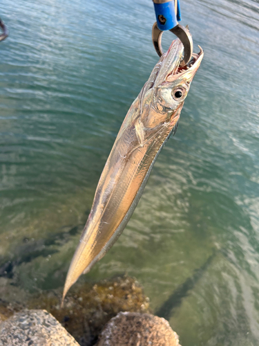 タチウオの釣果