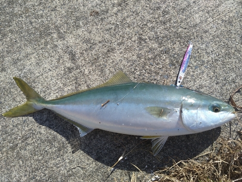 イナダの釣果