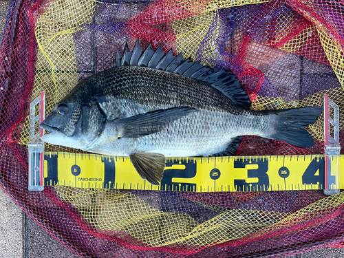 クロダイの釣果