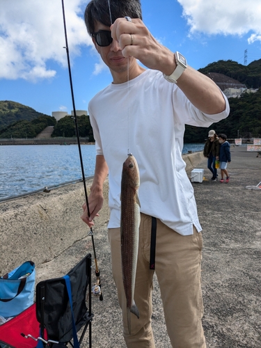 ワニエソの釣果