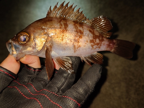 メバルの釣果