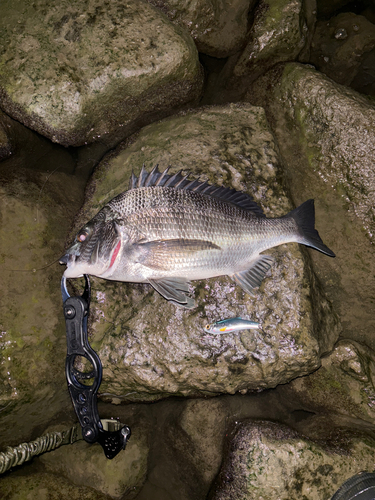 クロダイの釣果