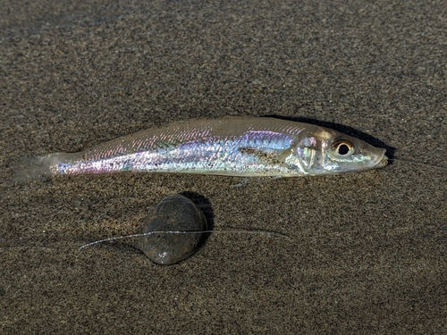 キスの釣果