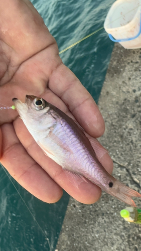 ネンブツダイの釣果