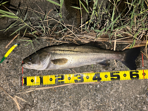 シーバスの釣果