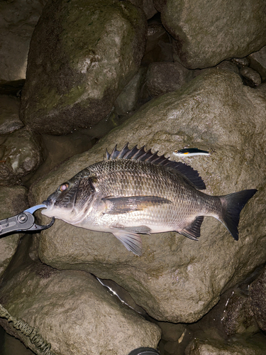 クロダイの釣果