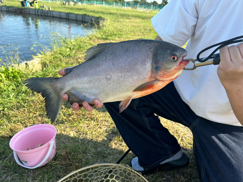 コロソマの釣果