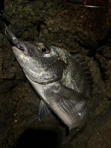 チヌの釣果