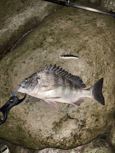 クロダイの釣果