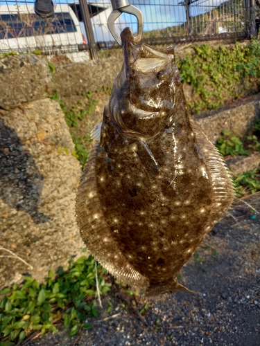 ヒラメの釣果