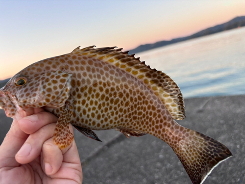 オオモンハタの釣果