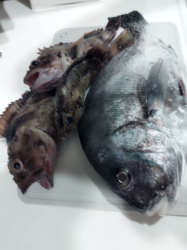 コショウダイの釣果