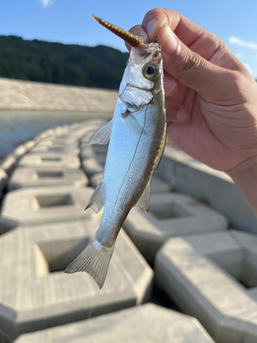 セイゴ（マルスズキ）の釣果