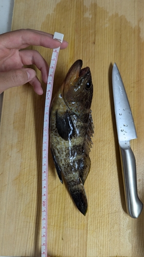 アコウの釣果