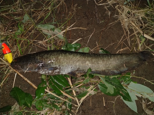 ナマズの釣果