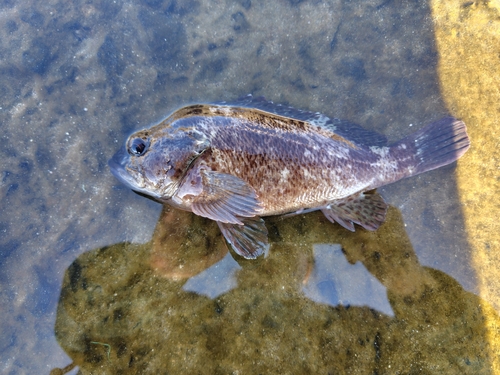 川尻漁港（日立）