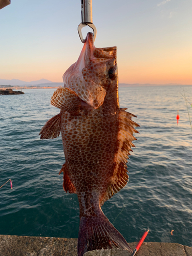 オオモンハタの釣果