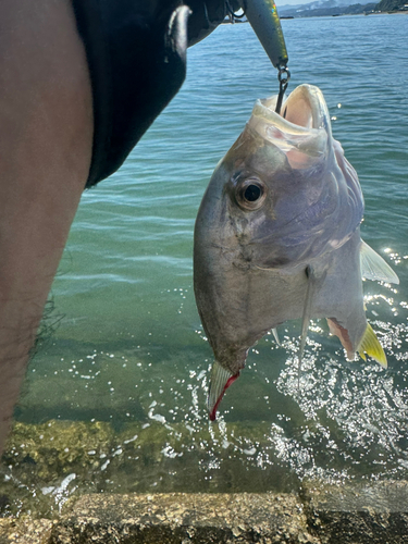 メッキの釣果