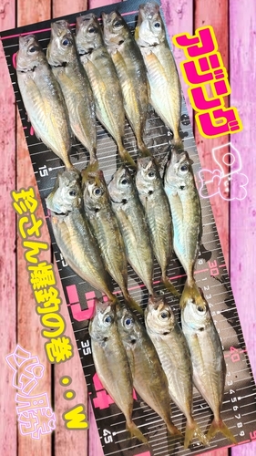 アジの釣果