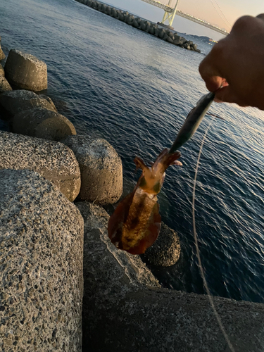 アオリイカの釣果