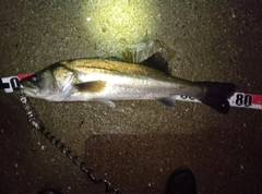 シーバスの釣果