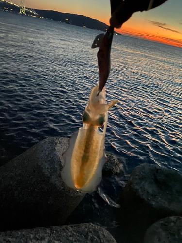 アオリイカの釣果