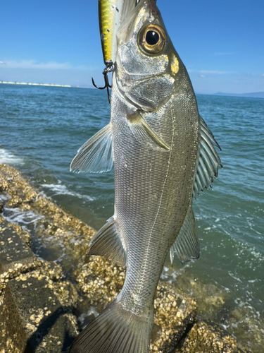 セイゴ（タイリクスズキ）の釣果