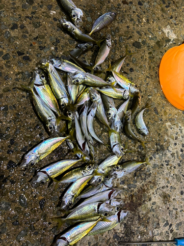 アジの釣果