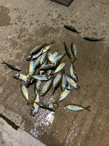 アジの釣果