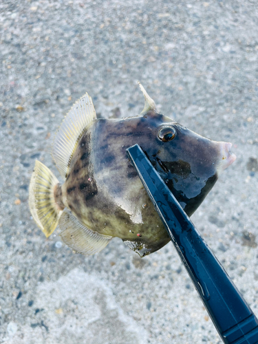 カワハギの釣果