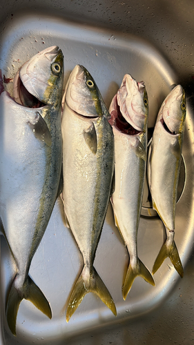 ハマチの釣果