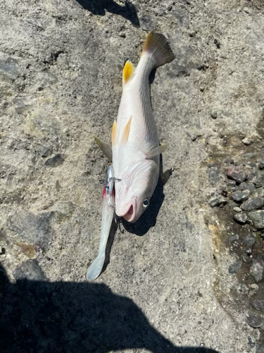 シログチの釣果