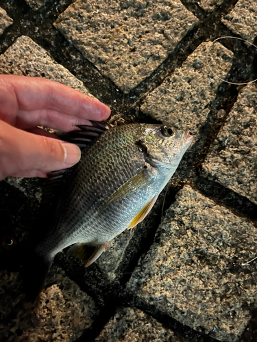 キビレの釣果