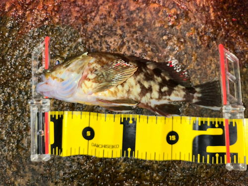 カサゴの釣果